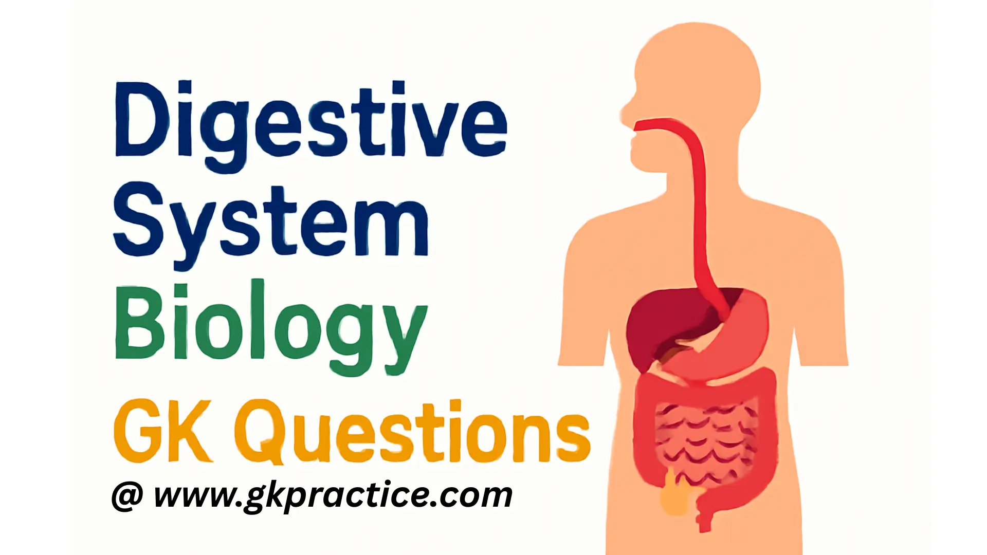 Digestive System Biology GK Questions and Answers